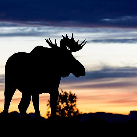 Wildlife Panorama Lofoten Bostad Luaran gambar