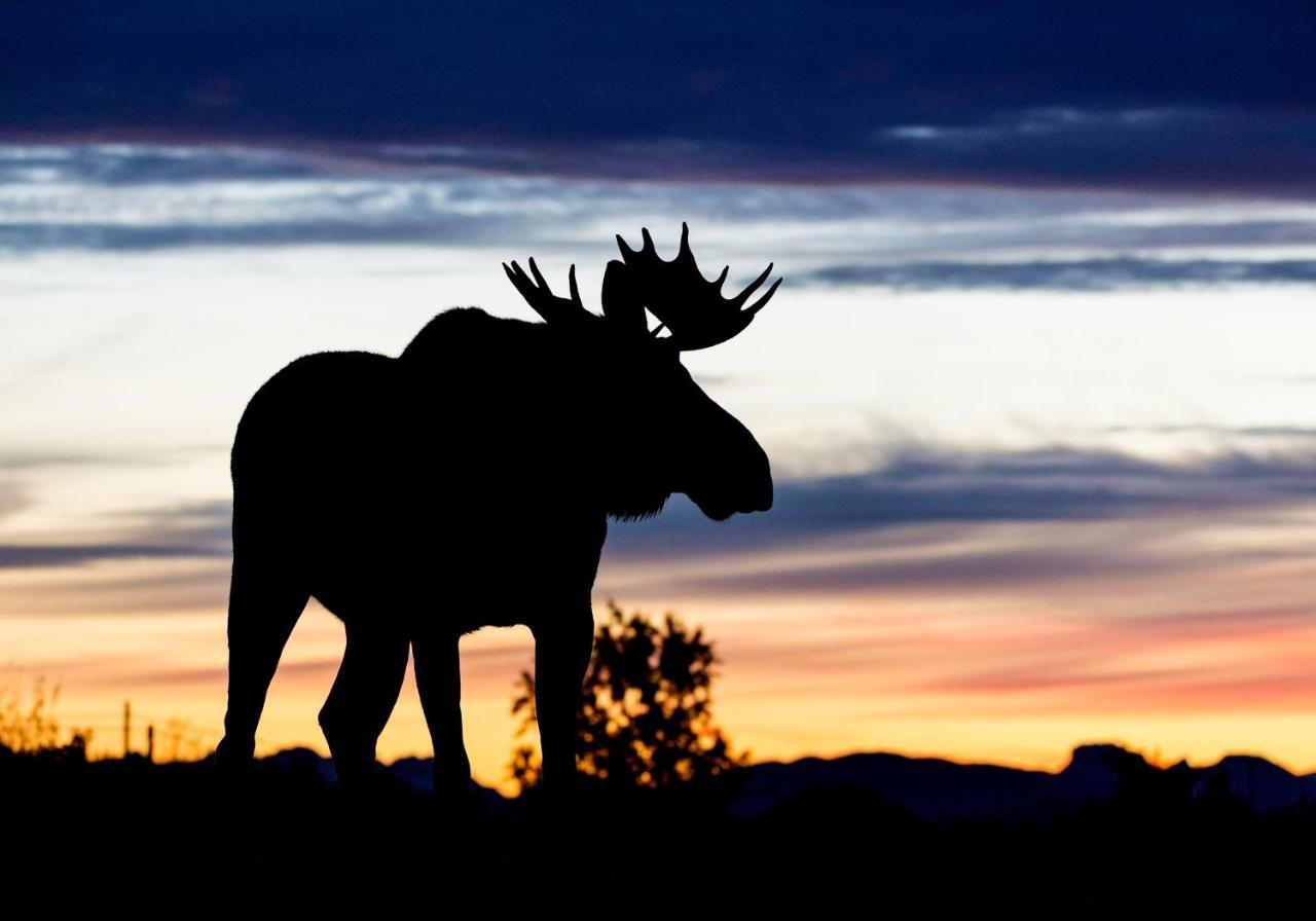 Wildlife Panorama Lofoten Bostad Luaran gambar
