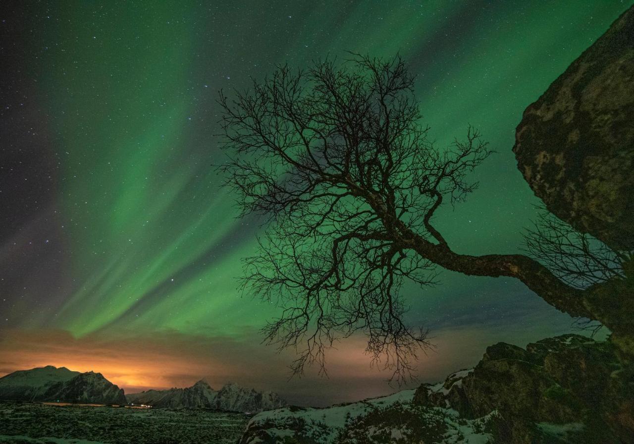 Wildlife Panorama Lofoten Bostad Luaran gambar