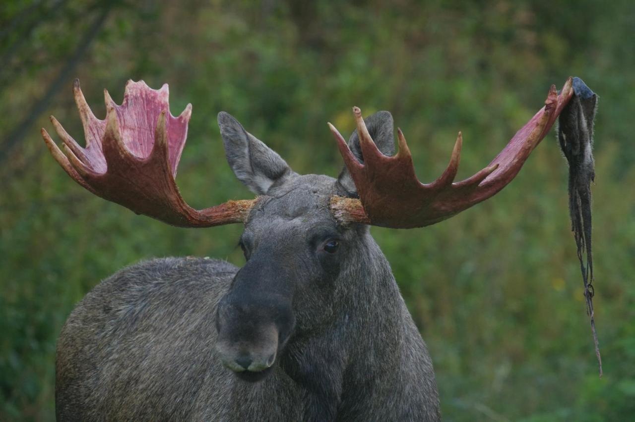 Wildlife Panorama Lofoten Bostad Luaran gambar